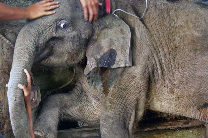 Bayi Gajah Jalani Perawatan Intensif