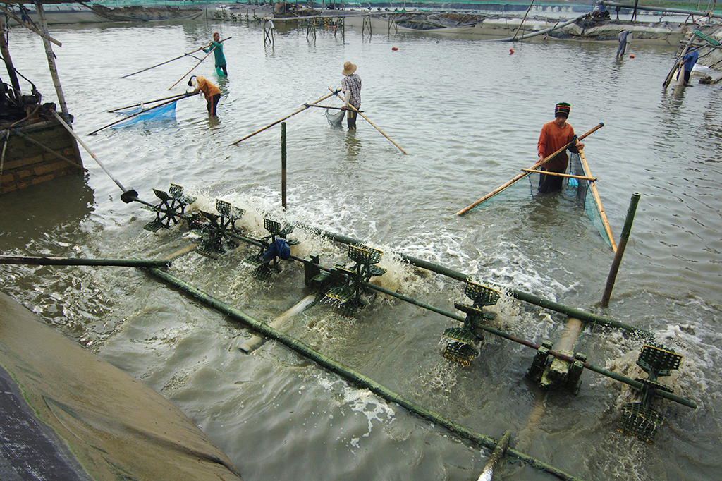 Petambak memanen udang vename di tambak Desa Polagan, Galis, Pamekasan, Jawa Timur.
