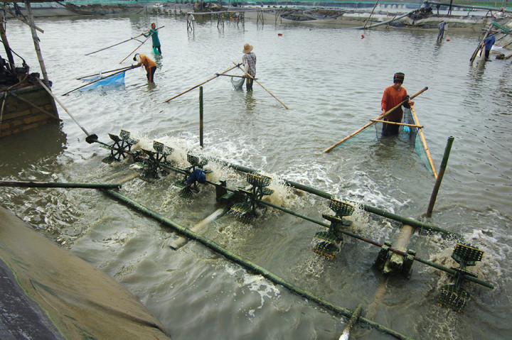 Petambak memanen udang vename di tambak Desa Polagan, Galis, Pamekasan, Jawa Timur.