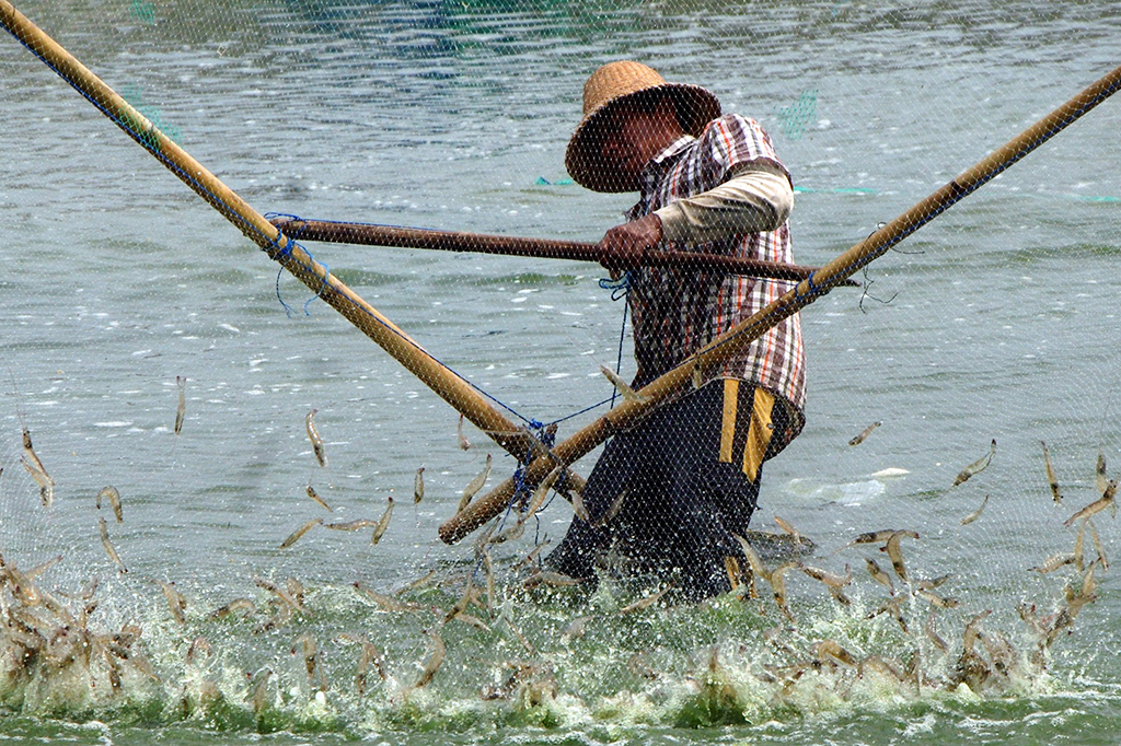 Petambak memanen udang vename di tambak Desa Polagan, Galis, Pamekasan, Jawa Timur.