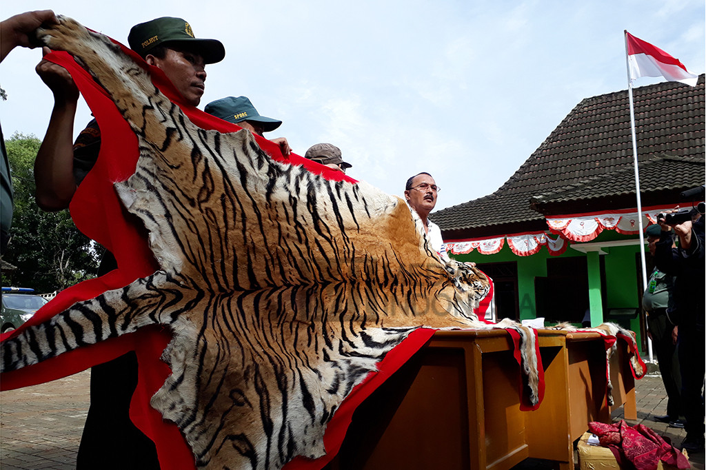 Penangkapan berawal saat tim Kementerian Lingkungan Hidup dan Kehutanan Dirjen Penegakan Hukum LHK dan Dirjen Konservasi Sumber Daya Alam, mendapatkan informasi adanya rencana transaksi jual beli kulit Harimau Sumatera, Senin (23/1) siang.