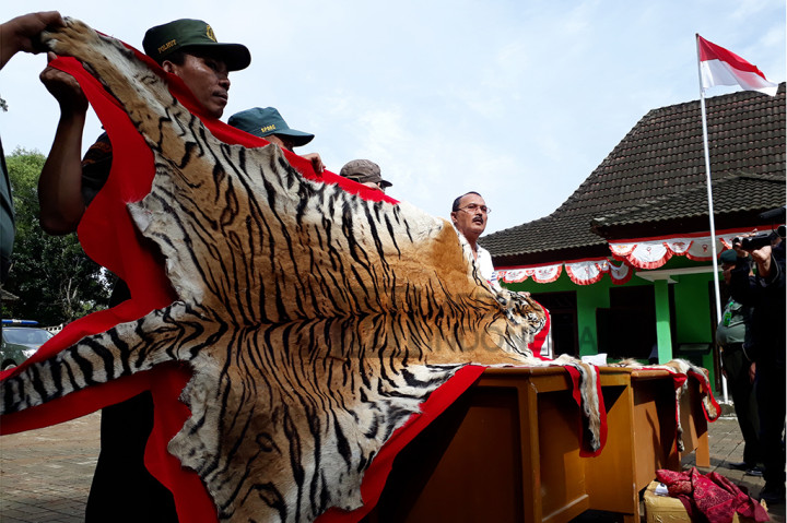 Penangkapan berawal saat tim Kementerian Lingkungan Hidup dan Kehutanan Dirjen Penegakan Hukum LHK dan Dirjen Konservasi Sumber Daya Alam, mendapatkan informasi adanya rencana transaksi jual beli kulit Harimau Sumatera, Senin (23/1) siang.