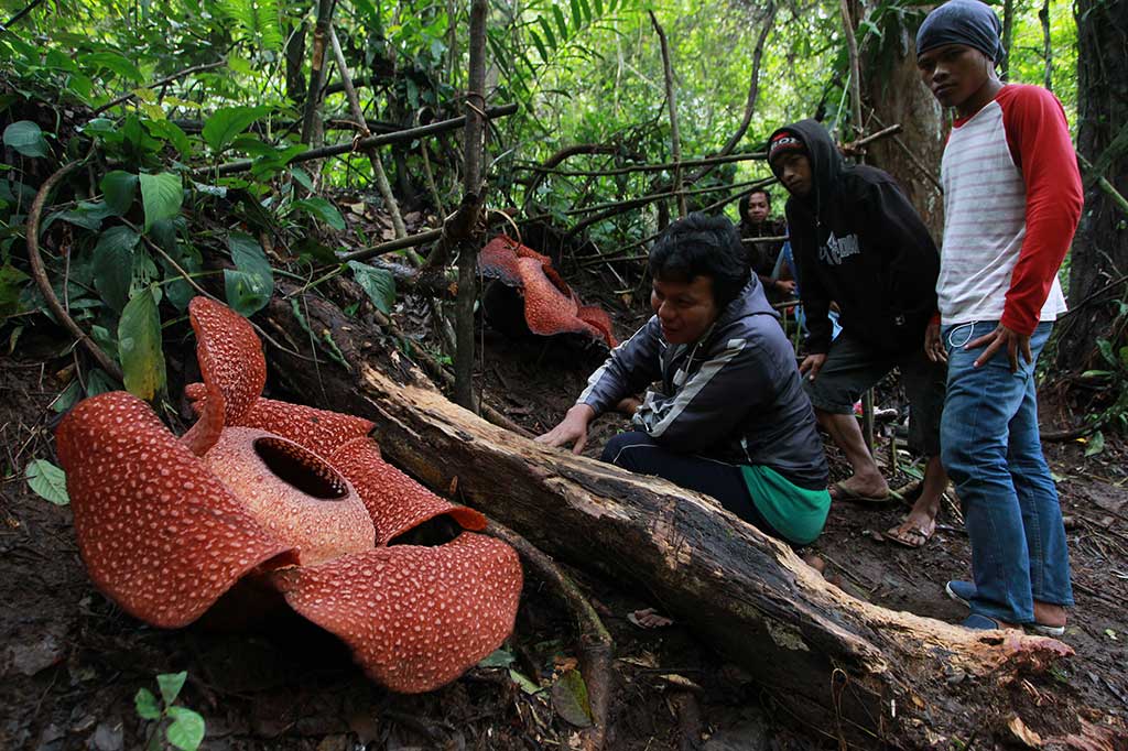Relawan penjaga habitat Rafflesia melihat dua bunga raksasa Rafflesia Arnoldi yang mekar di kawasan hutan lindung Bukit Barisan, Taba Penanjung, Bengkulu Tengah, Provinsi Bengkulu, Selasa (24/1/2017).