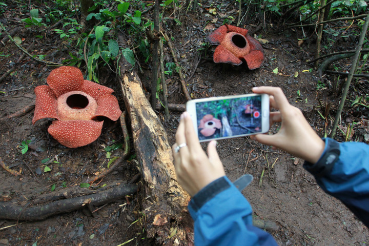 Pengunjung mangabadikan momen mekarnya bunga raksasa Rafflesia arnoldii di kawasan hutan lindung Bukit Barisan, Taba Penanjung, Bengkulu Tengah, Provinsi Bengkulu.