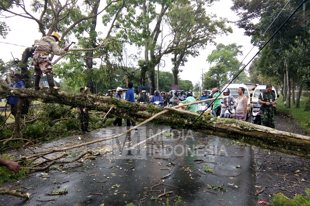 Pohon Tumbang Diterjang Angin Puting Beliung