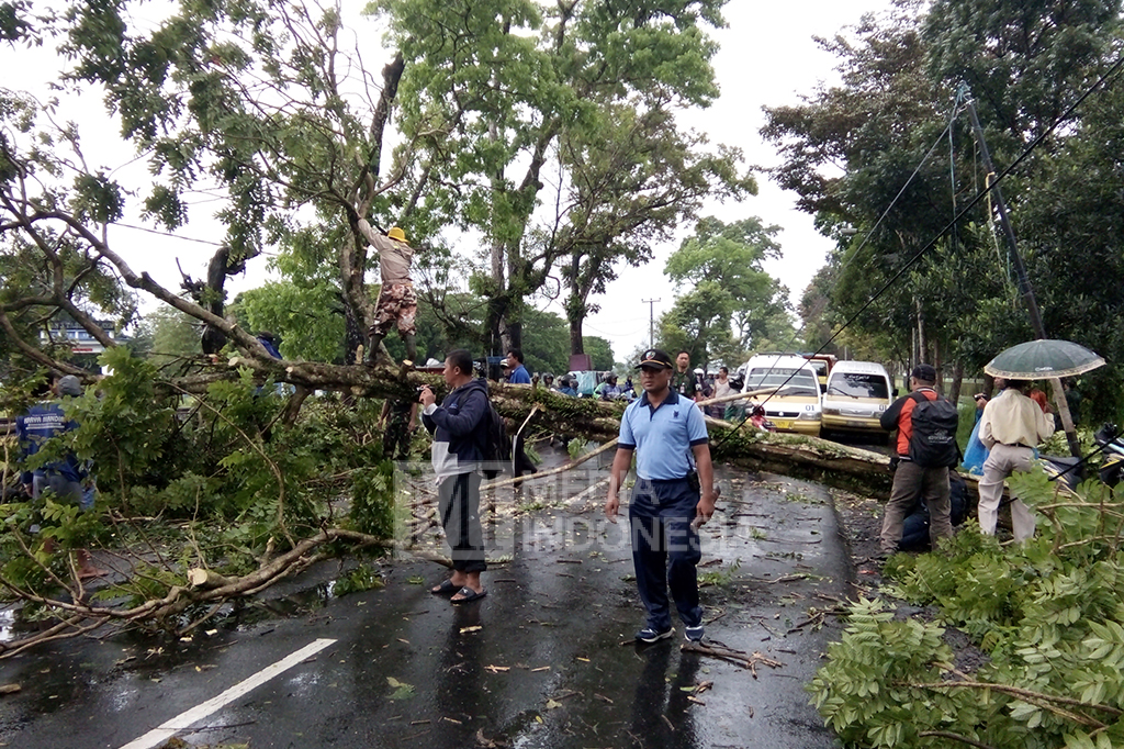 Pohon Tumbang Diterjang Angin Puting Beliung
