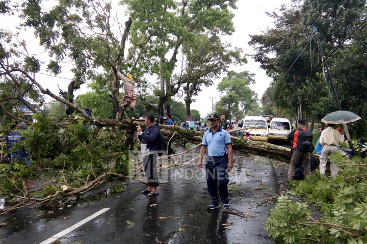 Pohon Tumbang Diterjang Angin Puting Beliung