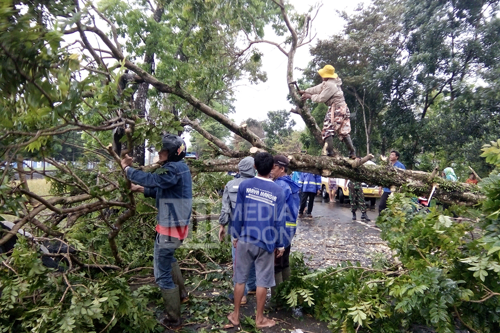 Pohon Tumbang Diterjang Angin Puting Beliung