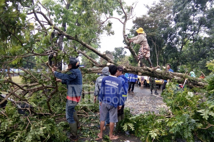 Pohon Tumbang Diterjang Angin Puting Beliung