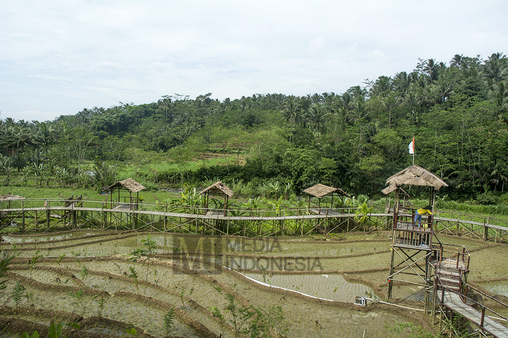 Jembatan ini membentang di atas hamparan sawah nan hijau dengan udara yang sejuk.
