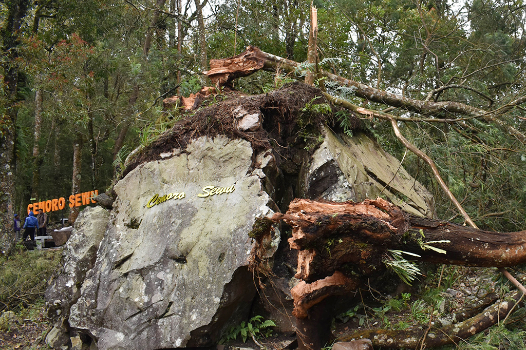 Sejumlah orang berada di dekat pohon roboh di jalur pendakian Gunung Lawu di Cemoro Sewu, Magetan, Jawa Timur, Sabtu (4/2).