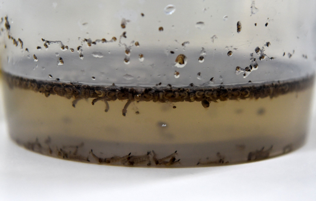 Infeksi bakteri wolbachia menyebabkan partenogenesis (perkembangan sel telur yang tidak dibuahi), kematian pada hewan jantan dan feminisasi (perubahan serangga jantan menjadi betina).