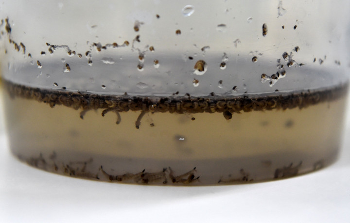 Infeksi bakteri wolbachia menyebabkan partenogenesis (perkembangan sel telur yang tidak dibuahi), kematian pada hewan jantan dan feminisasi (perubahan serangga jantan menjadi betina).