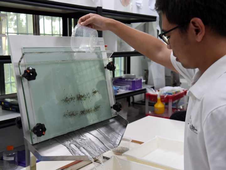 Seorang ilmuwan mencoba memisahkan nyamuk jantan dari betina agar tidak terjadi pembuahan. 