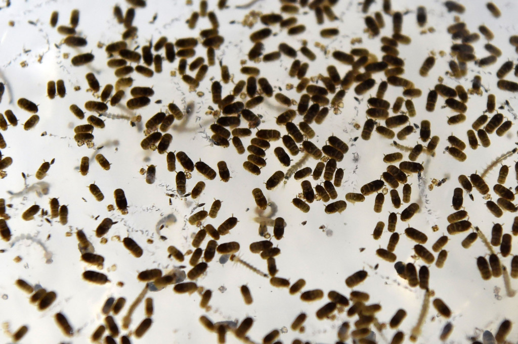 Sample larva nyamuk penyebab demam berdarah yang diteliti Badan Lingkungan Nasional Singapura. Benih nyamuk ini yang akan diinfeksi dengan bakteri wolbachia.