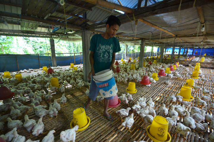 Pekerja memberi pakan ayam di salah satu peternakan di Dusun Patte'ne, Temappadua, Maros, Sulawesi Selatan.