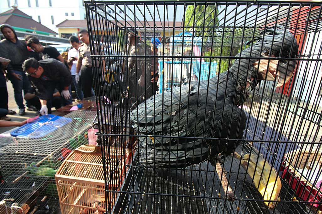 Polisi menunjukkan sejumlah barang bukti beberapa satwa dilindungi yang diselundupkan dari Papua dan diduga akan diperjualbelikan di Surabaya.