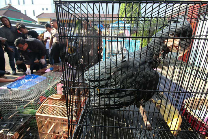 Polisi menunjukkan sejumlah barang bukti beberapa satwa dilindungi yang diselundupkan dari Papua dan diduga akan diperjualbelikan di Surabaya.