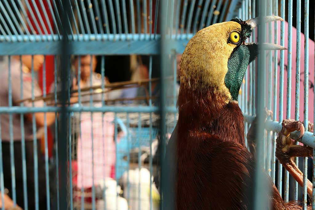 Polisi menunjukkan barang bukti satwa dilindungi berupa burung cenderawasih.