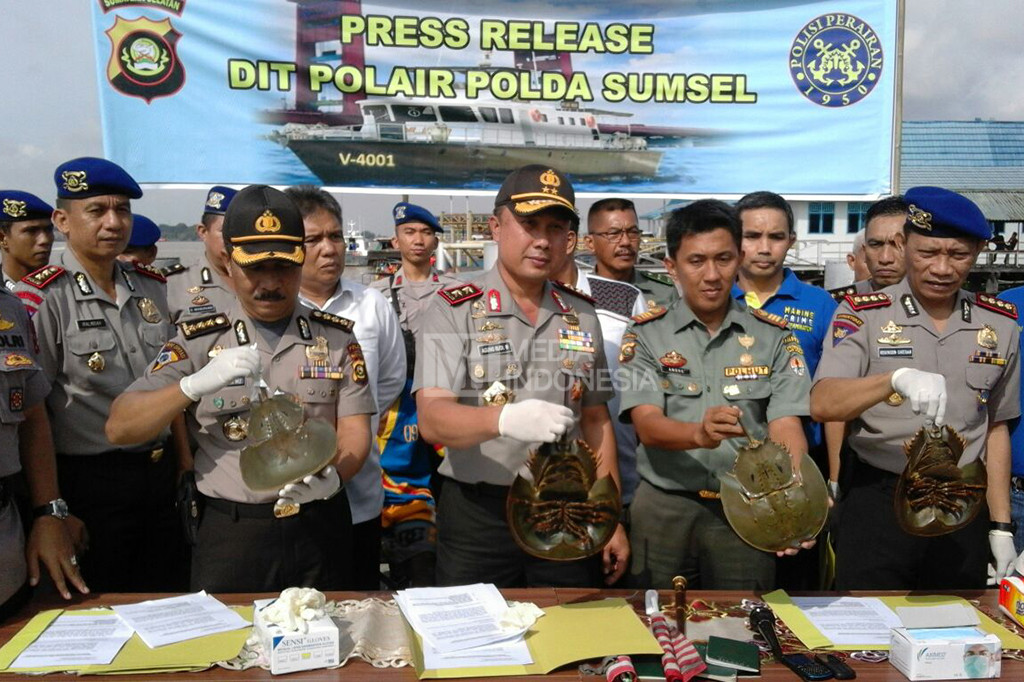 Kepolisian Daerah Sumatera Selatan mengagalkan penyelundupan 8.000 ekor ketam tapak kuda. Satwa dilindungi tersebut akan dikirim ke Malaysia.