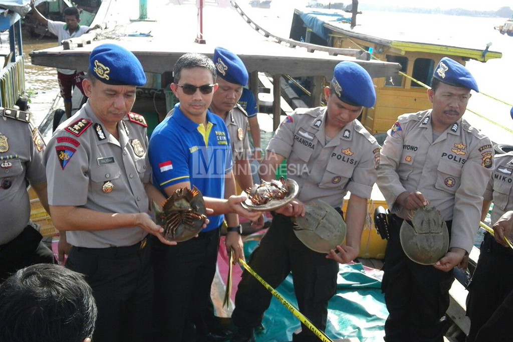 Saat ini habitat ketam tapak kuda hampir punah akibat penjualan bebas yang dilakukan nelayan nakal. 
