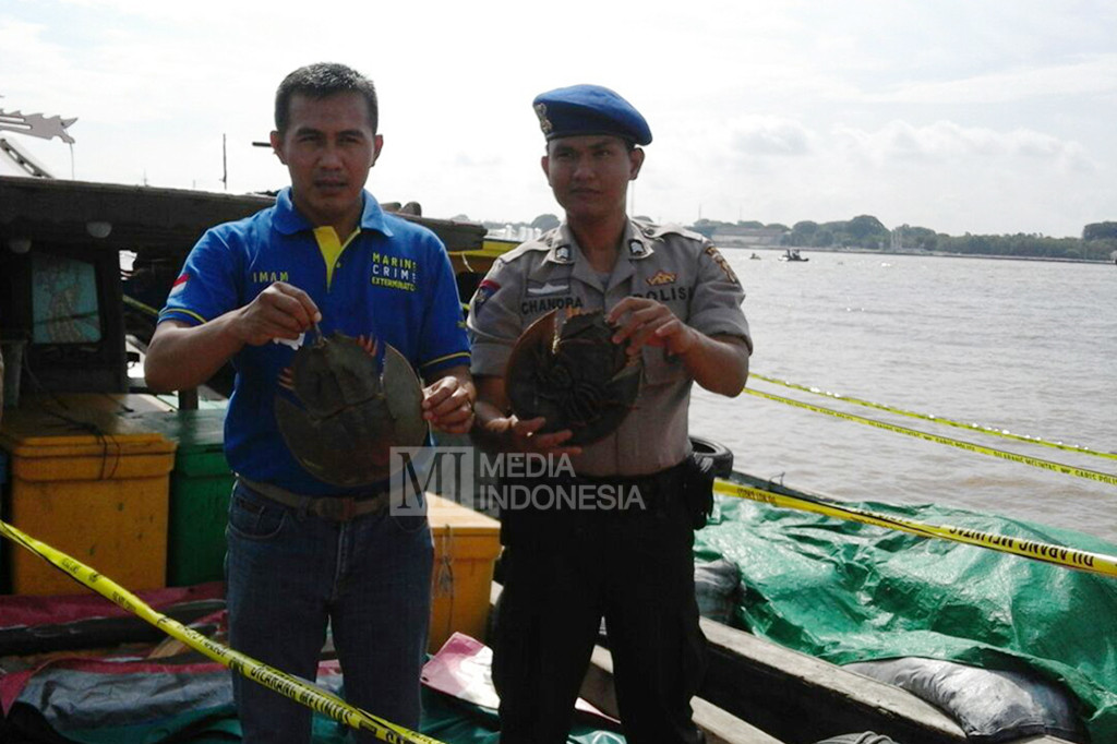 Di Malaysia sendiri, telur ketam tapak kuda dijadikan santapan nikmat dengan harga tinggi. Yakni mencapai Rp 100 ribu hingga Rp 500 ribu untuk satu ekor siap saji.