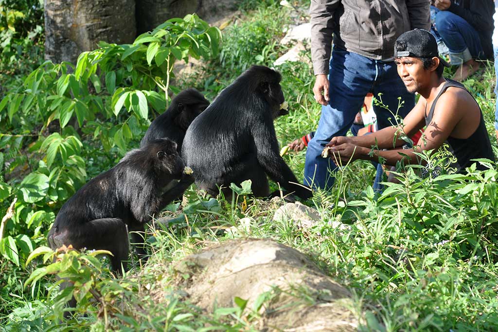 Pengendara yang melintas di Jalur Trans Sulawesi memberi makan satwa dilindungi, kera hitam sulawesi (Macaca tonkeana) di kawasan Pegunungan Kebun Kopi, Parigi Moutong, Sulawesi Tengah, Jumat (10/3/2017). 