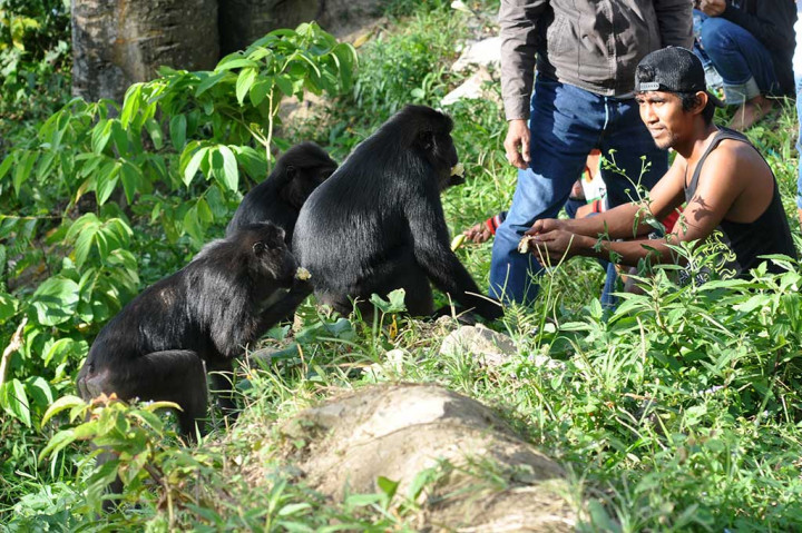 Pengendara yang melintas di Jalur Trans Sulawesi memberi makan satwa dilindungi, kera hitam sulawesi (Macaca tonkeana) di kawasan Pegunungan Kebun Kopi, Parigi Moutong, Sulawesi Tengah, Jumat (10/3/2017). 