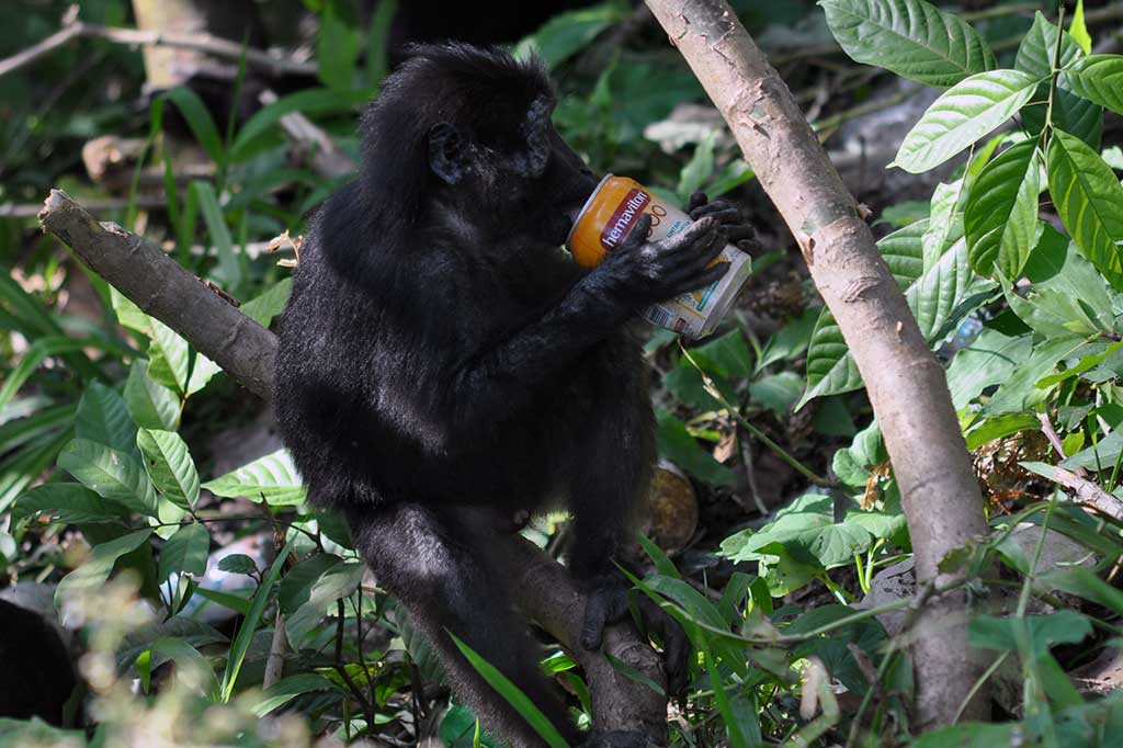 Seekor satwa dilindungi, kera hitam sulawesi (Macaca tonkeana) meminum minuman kaleng yang diberikan pengendara yang melintas di Jalur Trans Sulawesi di kawasan Pegunungan Kebun Kopi, Parigi Moutong, Sulawesi Tengah, Jumat (10/3). 