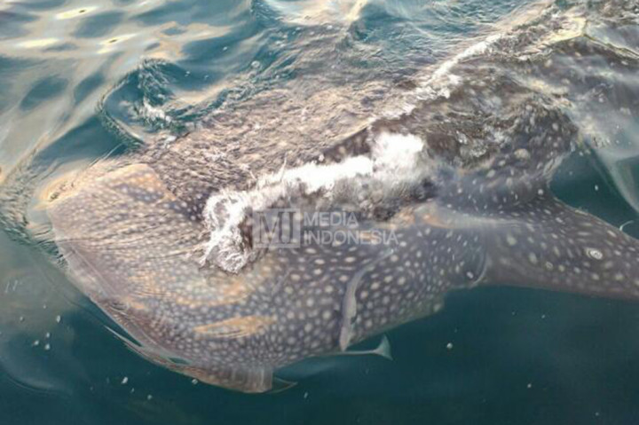 Kepedulian masyarakat Berau terhadap keberadaan hiu di perairan Derawan juga dilakukan warga dengan membuat petisi berjudul Kembalikan Hiu kami kelaut Berau.