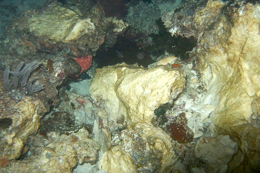 Kandasnya kapal Caledonian Sky menimbulkan kerusakan terumbu karang yang luar biasa hingga mencapai 1.600 meter persegi.