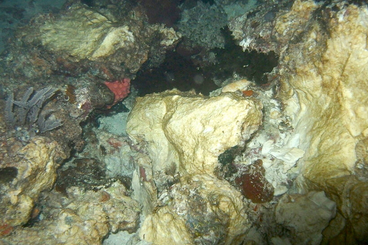 Kandasnya kapal Caledonian Sky menimbulkan kerusakan terumbu karang yang luar biasa hingga mencapai 1.600 meter persegi.