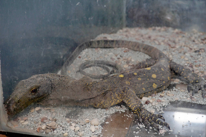 Seekor biawak hasil selundupan diamankan petugas Balai Besar Karantina Pertanian Bandara Soekarno-Hatta.