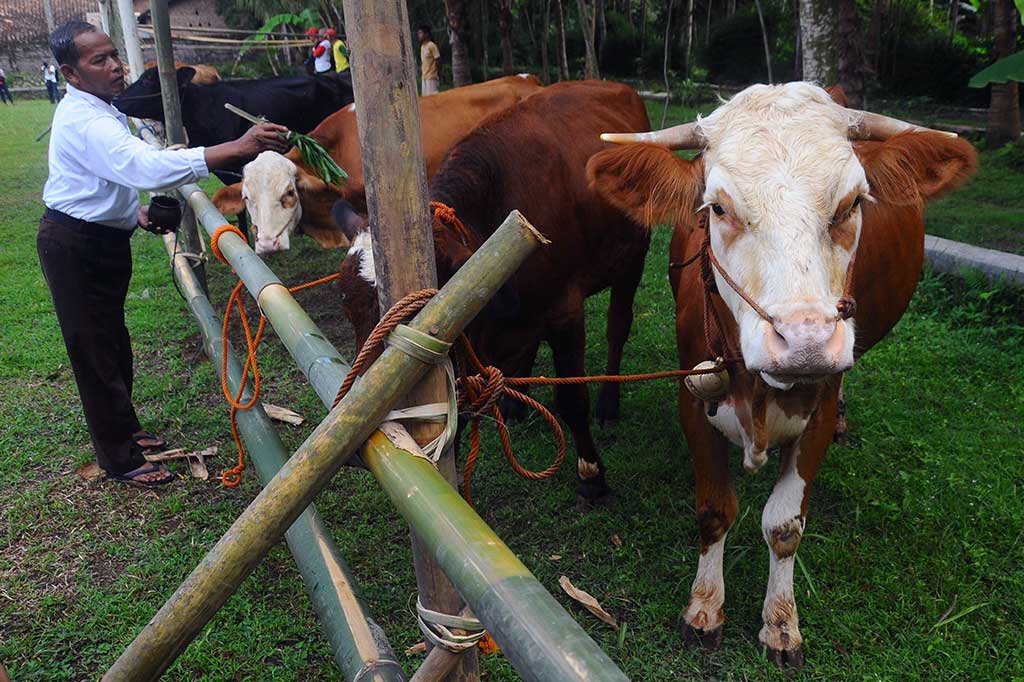 Seorang warga memberkati ternak sapi saat mengikuti tradisi Guyang Sapi Lereng Merapi di Embung Bunder, Bandungan, Jatinom, Klaten, Jawa Tengah, Sabtu (18/3/2017).