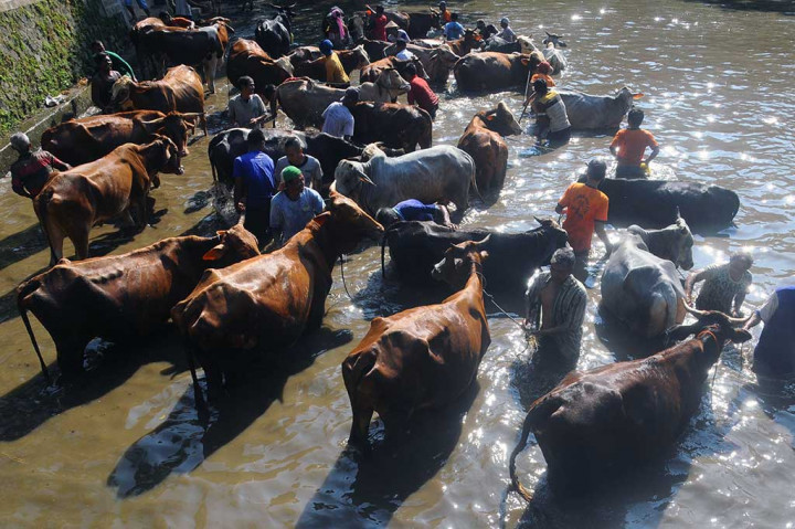Puluhan warga memandikan ternak sapi mereka saat mengikuti tradisi Guyang Sapi Lereng Merapi di Embung Bunder, Bandungan, Jatinom, Klaten.