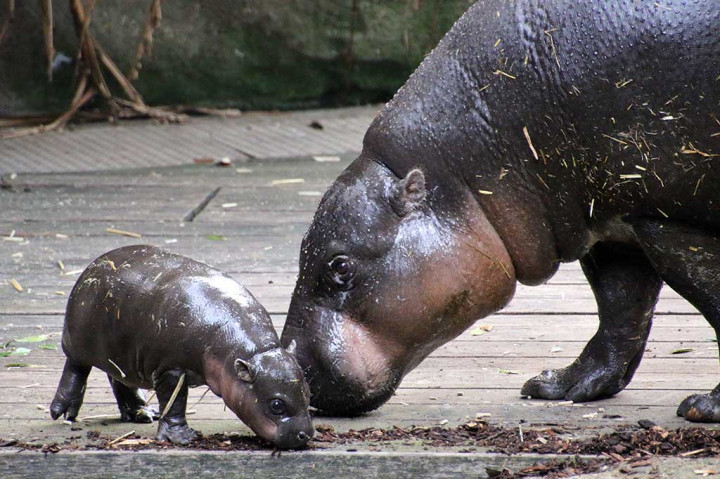 Bayi kudanil kerdil bersama induknya Kambiri diperkenalkan di Kebun Binatang Taronga, di Sydney, Jumat (17/3/2017).