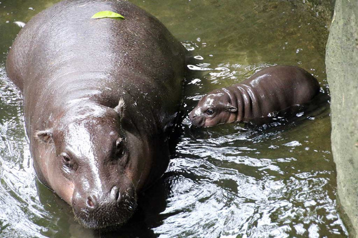 Bayi kudanil kerdil belajar berenang di samping induknya Kambiri.