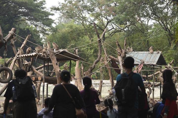 Pengunjung menyaksikan puluhan Monyet Ekor Panjang (Macaca fascicularis) di Kebun Binatang Surabaya, Surabaya, Jawa Timur.
