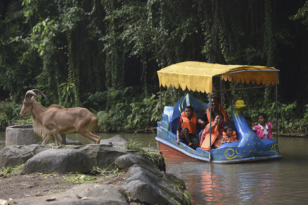 Pengunjung menyaksikan Kambing Gunung (Oreamnos americanus) mengunakan perahu wisata di Kebun Binatang Surabaya, Surabaya, Jawa Timur.