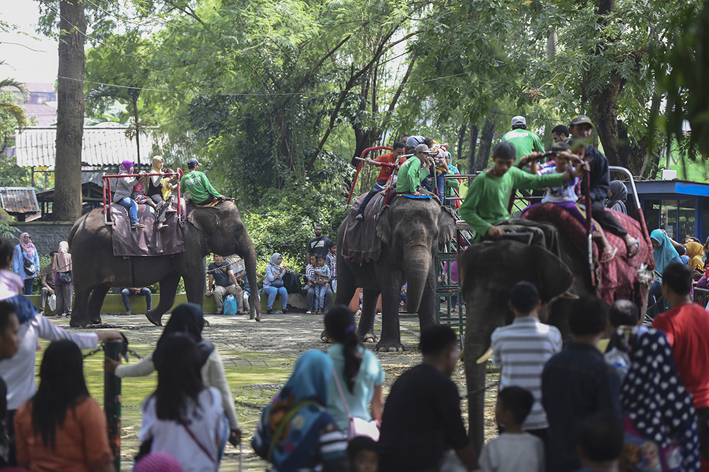 Pengunjung menikmati wahana tunggang gajah di Kebun Binatang Surabaya, Surabaya, Jawa Timur.