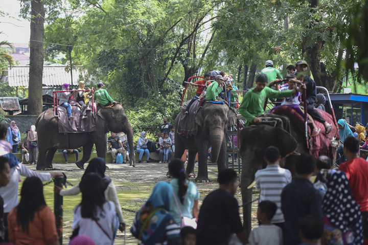 Pengunjung menikmati wahana tunggang gajah di Kebun Binatang Surabaya, Surabaya, Jawa Timur.