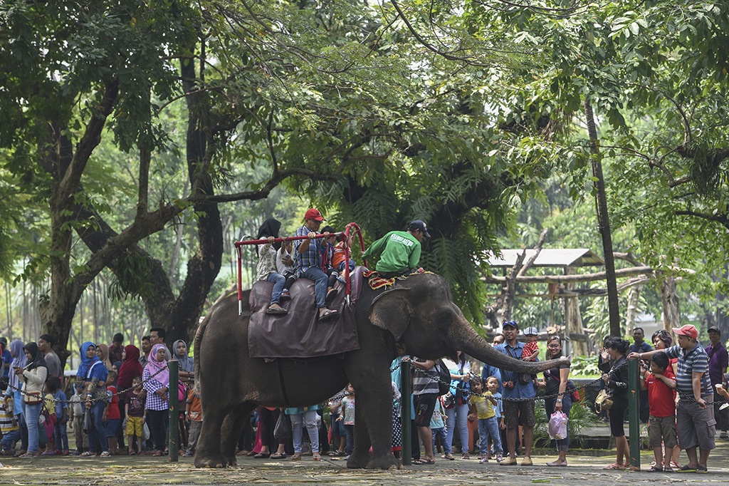 Pengunjung menunggangi gajah di Kebun Binatang Surabaya, Surabaya, Jawa Timur.