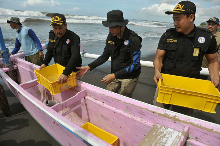 Petugas Balai Karantina Ikan Pengendalian Mutu Denpasar, membawa wadah berisi benih lobster mutiara hasil sitaan, saat pelepasliaran di Pantai Ketewel, Gianyar, Bali, Sabtu (1/4/2017). 
