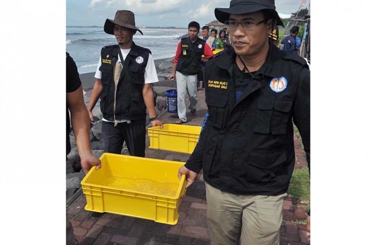 Sekitar 20.650 ekor benih lobster mutiara senilai Rp2,5 miliar lebih tersebut dilepaskan ke laut, setelah berhasil disita dari upaya penyelundupan ke Vietnam melalui Bandara Ngurah Rai, Jumat (31/3/2017) sore.
