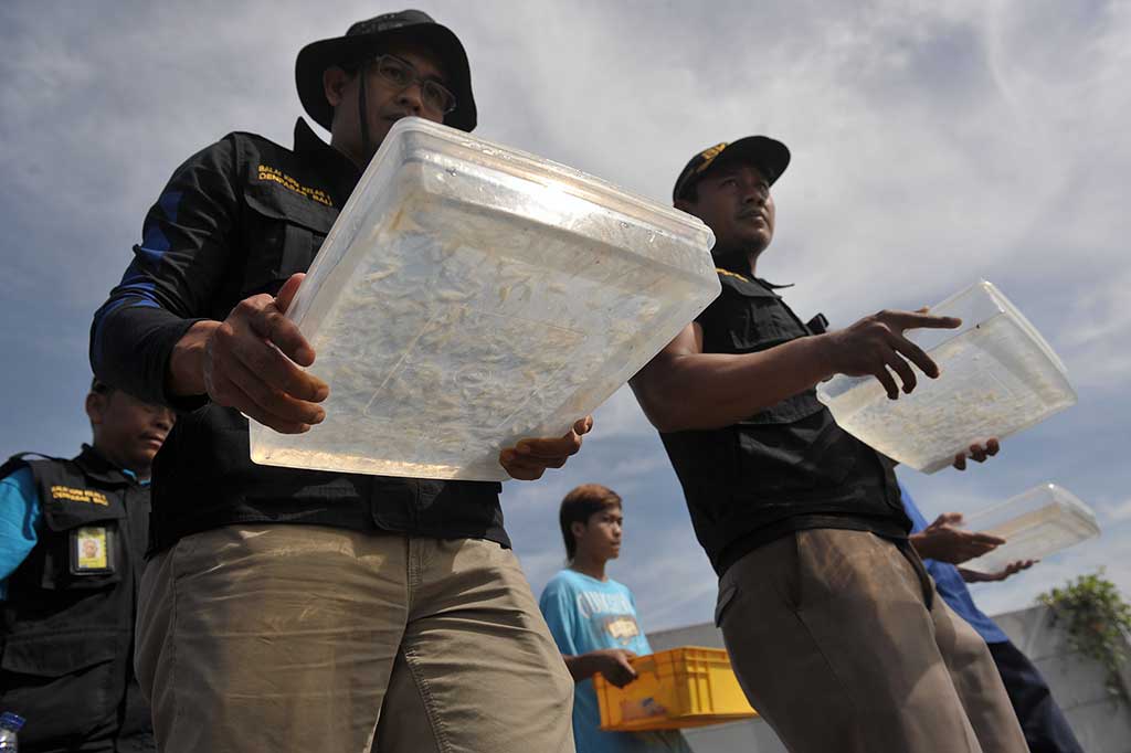 Pelaku yang berhasil melarikan diri ketahuan membawa lobster mutiara tersebut saat pemeriksaan di X-ray pertama keberangkatan di Bandara Ngurah Rai. 