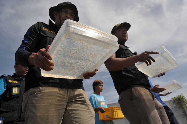 Pelaku yang berhasil melarikan diri ketahuan membawa lobster mutiara tersebut saat pemeriksaan di X-ray pertama keberangkatan di Bandara Ngurah Rai. 