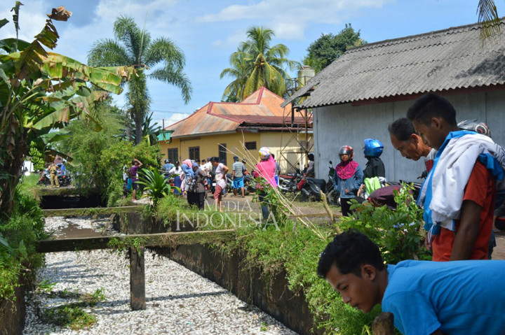 Penemuan puluhan ton ikan yang mati mengapung tersebut menghebohkan warga setempat.