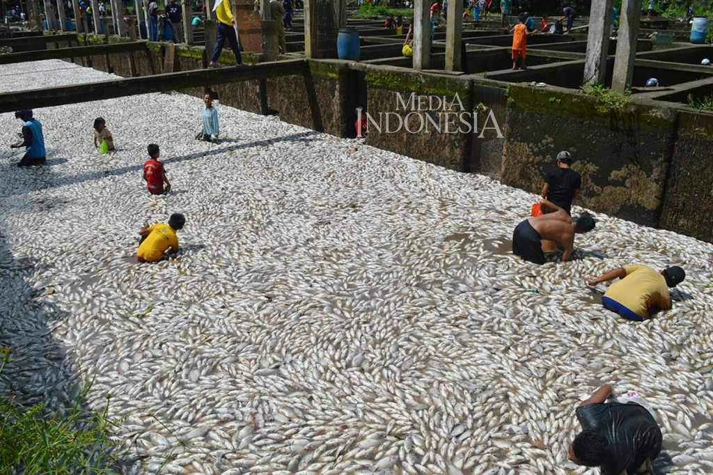 Sedikitnya 80 ton ikan di kolam air deras di Desa Tegal Rejo, Kabupaten Musi Rawas, Sumatra Selatan ditemukan mati mengapung.