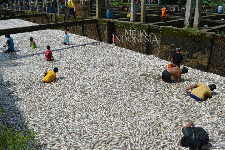Sedikitnya 80 ton ikan di kolam air deras di Desa Tegal Rejo, Kabupaten Musi Rawas, Sumatra Selatan ditemukan mati mengapung.