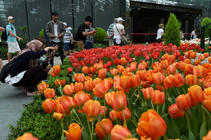 Lebih dari 100 varietas tulip dan bakung, termasuk tulip hibrida Darwin dipajang pada pameran yang berlangsung pada 1-7 April 2017 tersebut. 